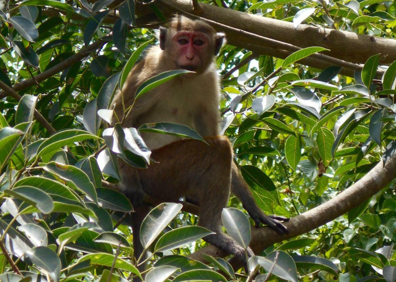 Homestay Camping Anuradhapura Exteriör bild