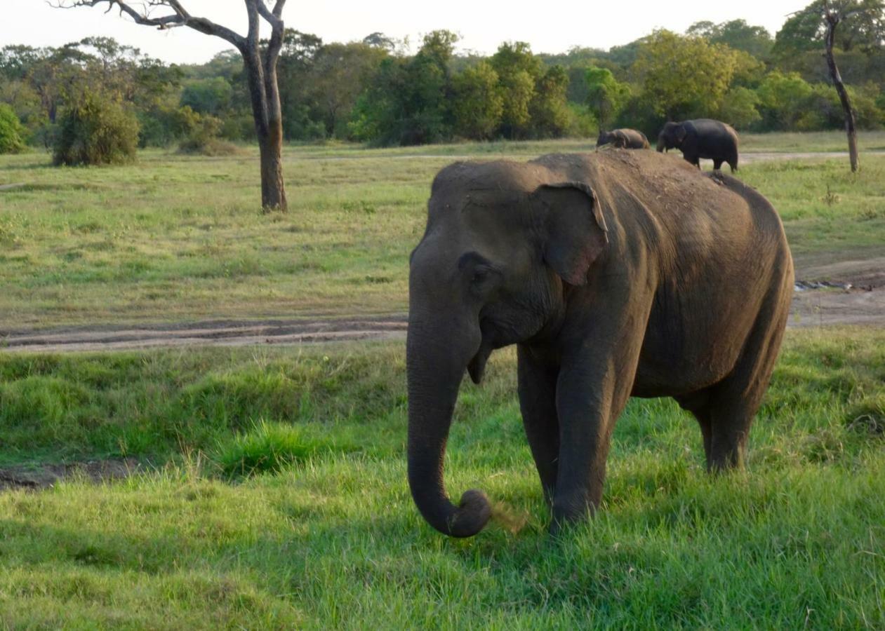 Homestay Camping Anuradhapura Exteriör bild
