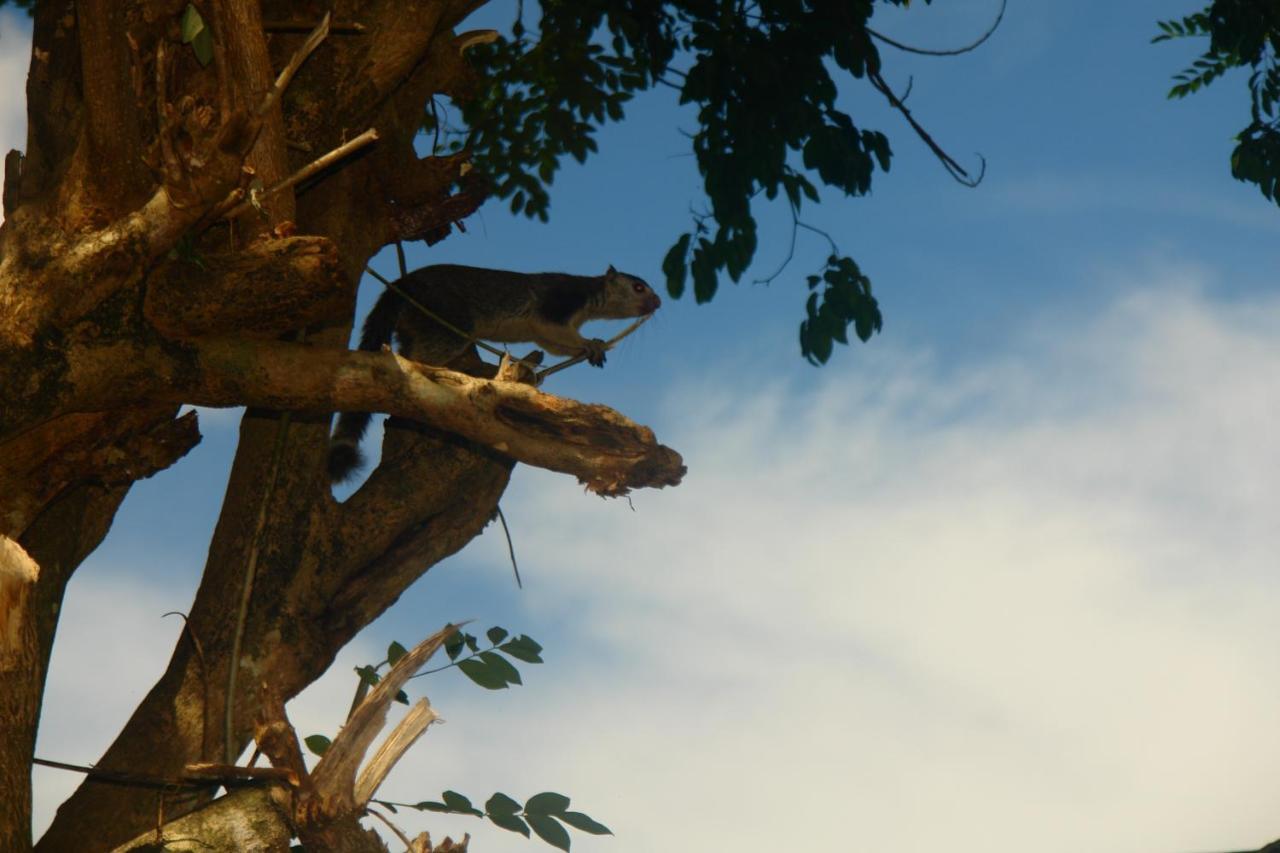 Homestay Camping Anuradhapura Exteriör bild