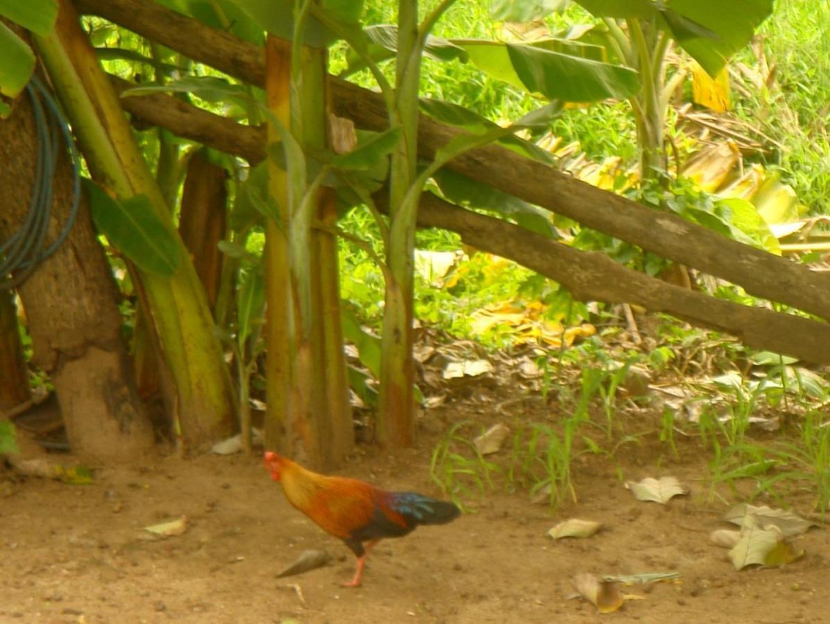 Homestay Camping Anuradhapura Exteriör bild